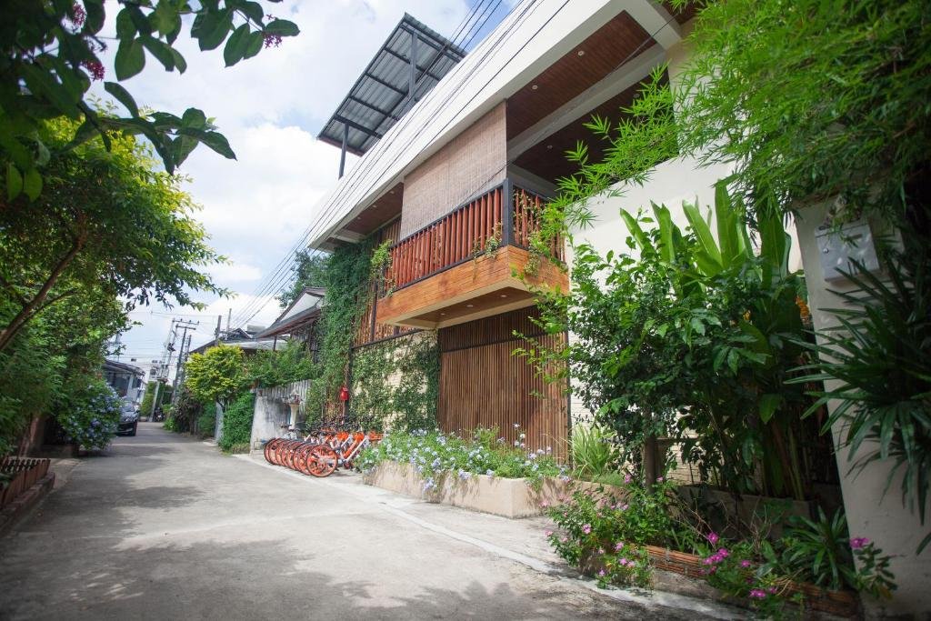 celosia chiang mai
